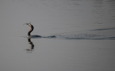 A reed cormorant on the banks of the coast of the Lagos lagoon
