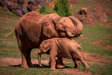 Fototapeta na wymiar mother elephant caressing her baby