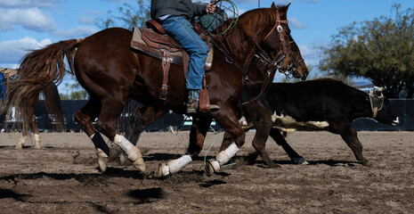 Horses and steers running in a roping competition
