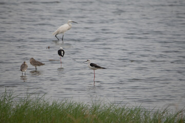 A group of birds hunting for little fish