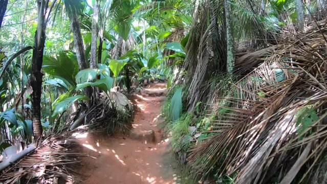 first person view of a walk in Vallee de Mai national park