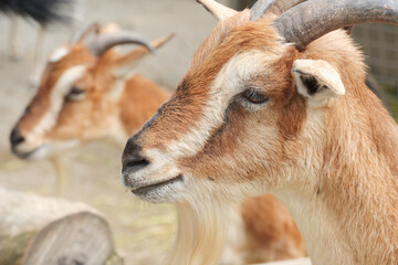 Fototapeta premium goats look at the camera close up .