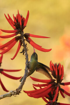 Gilded hummingbird feeding while hanging from a stem of Erythrina speciosa