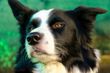 Primo piano di un border collie  bianco e nero in giardino, animali e natura