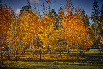 Birches with golden leaves in autumn in public park. Autumn landscape. Birches in the forest in autumn as a background