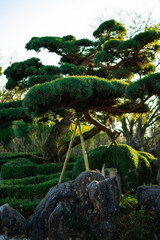 Majestic trees in a chinese garden during spring