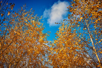 Fototapeta na wymiar Birch treetops with golden leaves in autumn and deep blue sky. Autumn landscape. Birches in the forest in autumn as a background