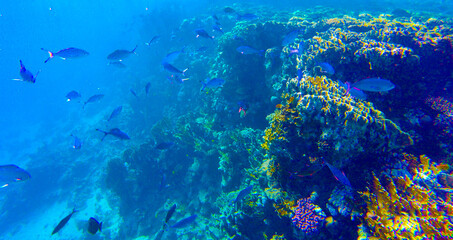 Fototapeta na wymiar beautiful underwater world of coral reef d in the red sea in egypt.beautiful background with coral reef and fish underwater