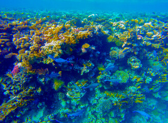 beautiful underwater world of coral reef d in the red sea in egypt.beautiful background with coral reef and fish underwater