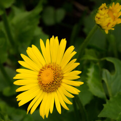 Decorative flower: Eastern Omieg  - a plant species belonging to the asteraceae family. In the natural environment, it occurs in forests and sparse thickets in Asia Minor and south-eastern Europe.