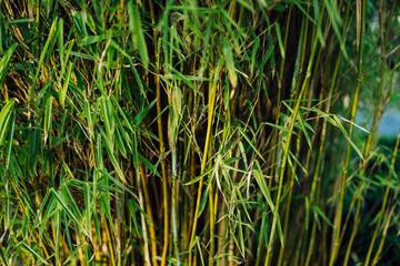 Bamboo in a chinese garden at spring, in Germany