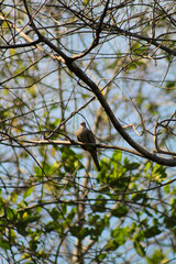 bird on a branch