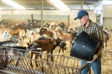 Experienced livestock farm owner engaged in domestic goats breeding working in stall, pouring feed from bucket into feeder for animals