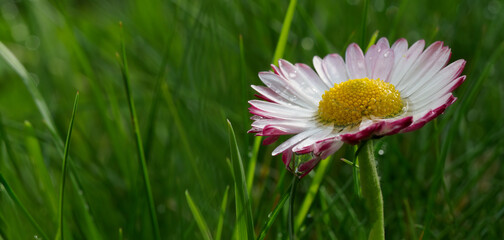 Common daisy (Meadow daisy, Perennial daisy) - Bellis perennis - a plant species from the asteraceae family. © Andrzej Borowiec