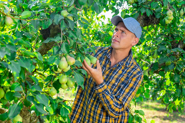 Young european man farmer picking fresh pears with team of workers in fruit garden