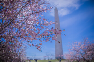 Cherry Blossoms and Washington