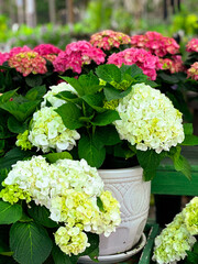 Blooming beautiful Pink hydrangeas on a sunny summer day outside