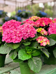 Blooming beautiful Pink hydrangeas on a sunny summer day outside