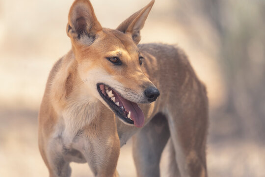 Close-up front view of a wild dingo (Canis lupus dingo) standing in the outback looking sideways, Australia