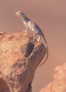 A gibber earless dragon (Tympanocryptis intima) standing on a rock in summer, Australia
