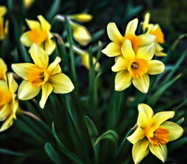 Illustration of blooming narcissus flowers close up