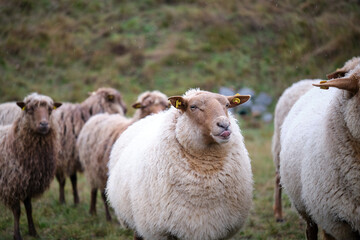 cheeky sheep
