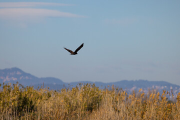 En un parque natural vi este aguilucho lagunero occidental (Circus aeruginosus). Este estuvo cazando algún pato durante horas. Incluso, intentó cazar un cormorán, aunque era demasiado grande para él.