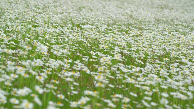 Spring meadow with many daisy flowers blooming moving slow wind, shallow depth of field video, only few petals in focus