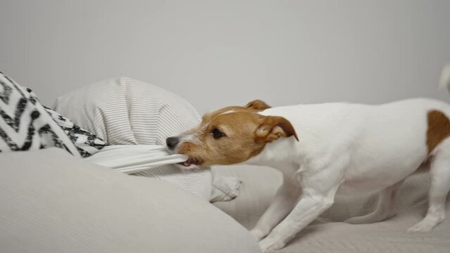 Active dog playing on bed in living room,gnawing and chewing bedsheet. Naughty pet, dog bad behavior