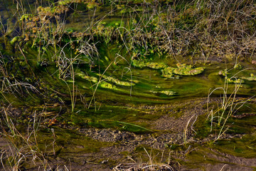 Green algae in aquatic environment , Patagonia, Argentina.