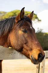 Obraz premium La gracia y la serenidad de un caballo blanco deleitándose con su comida. Vive la armonía natural y experimenta la paz que solo estos magníficos animales pueden transmitir.