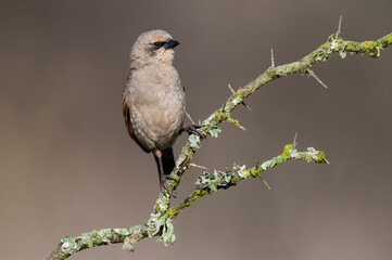 Bay winged Cowbird in Calden forest environment, La Pampa Province, Patagonia, Argentina.