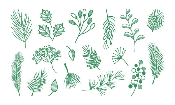 Plant, leaf and branch hand drawn icon, floral vector set isolated on white background. Doodle vintage nature vector illustration