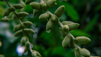 close up of a coconut