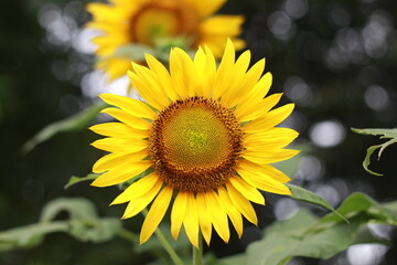 Obraz premium sunflower with bee