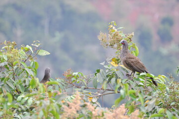 Fototapeta premium bird on a branch