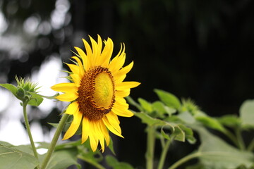 Beautiful sunflower on a sunny day with a natural background. Selective focus. High quality photo.