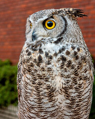 A close portrait of a male great horned owl