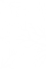 white hand drawn tree branches on transparent background