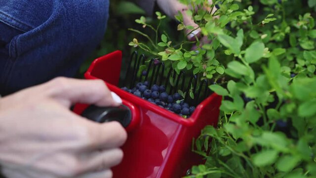 Process of collecting, harvesting and picking berries in the forest of Scandinavia, harvested berries, girl picking blueberry, bilberry, cranberry, strawberry lingonberry, cloudberry, and others
