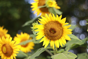 Beautiful sunflower on a sunny day with a natural background. Selective focus. High quality photo.
