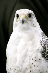 Closeup of a beautiful young gyrfalcon