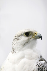 Closeup of a beautiful young gyrfalcon