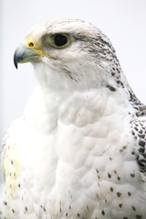 Closeup of a beautiful young gyrfalcon