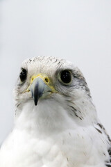 Closeup of a beautiful young gyrfalcon