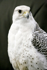 Closeup of a beautiful young gyrfalcon