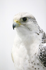 Closeup of a beautiful young gyrfalcon