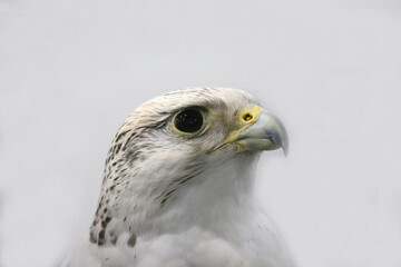 Closeup of a beautiful young gyrfalcon