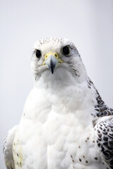 Closeup of a beautiful young gyrfalcon