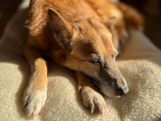 Cute redhead, ginger, senior mongrel dog sleeps sweetly (naps) on a dog bed. the dog got sick